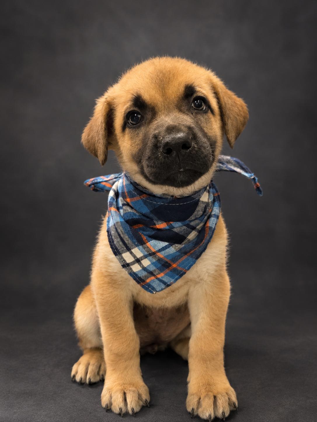 Enlarge Skipper The Captain of Cuteness, a Adoptable mixed breed in Menifee, CA image 1/2