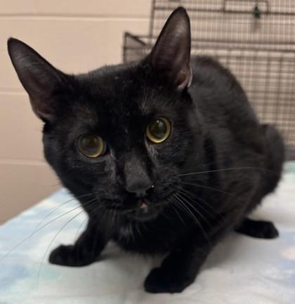 Bells, Adoptable, Adult Male Domestic Short Hair & Domestic Short Hair.
