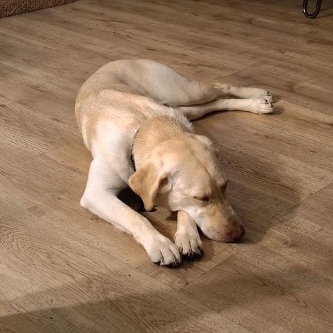 DAKOTA, Adoptable, Young Female Yellow Labrador Retriever & Mixed Breed.