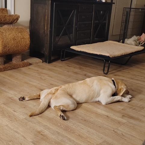 Enlarge DAKOTA, a Adoptable mixed breed in Indiantown, FL image 2/6