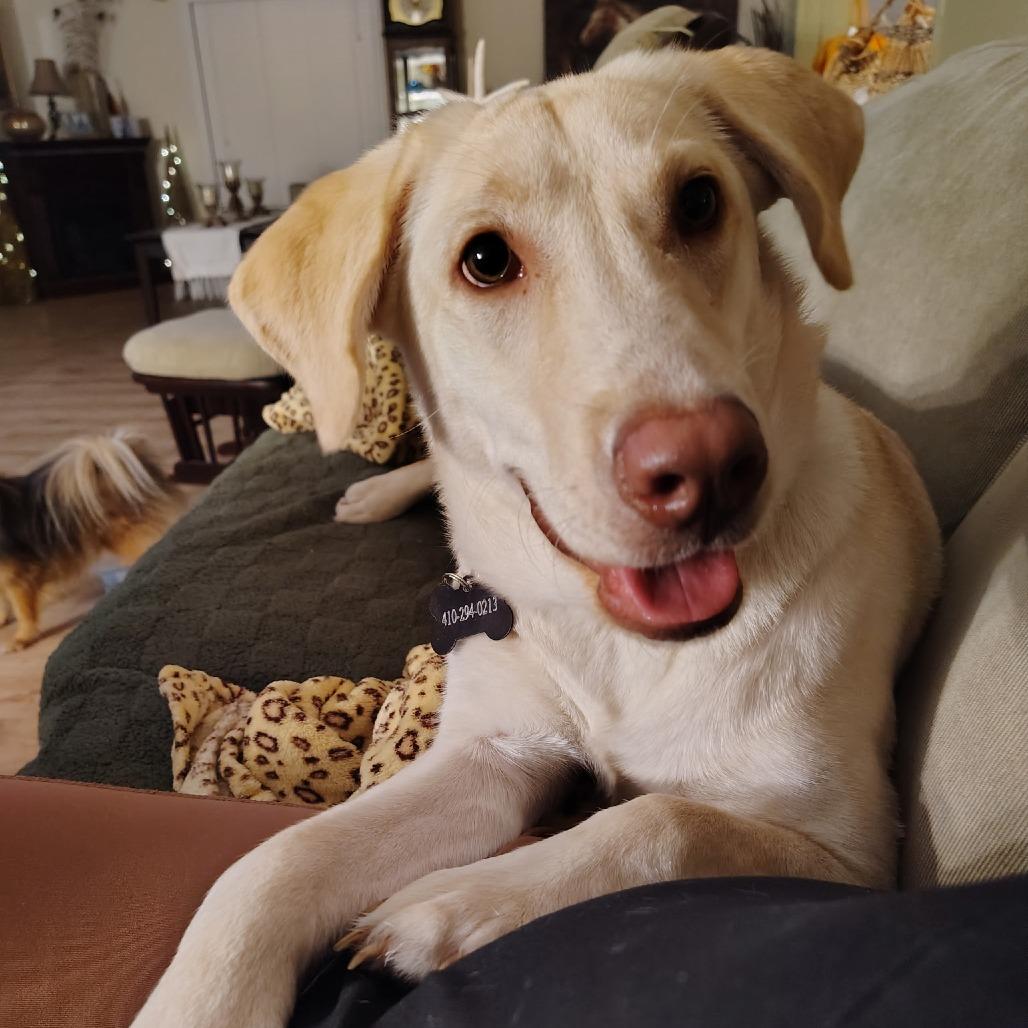 DAKOTA, Adoptable, Young Female Yellow Labrador Retriever & Mixed Breed.