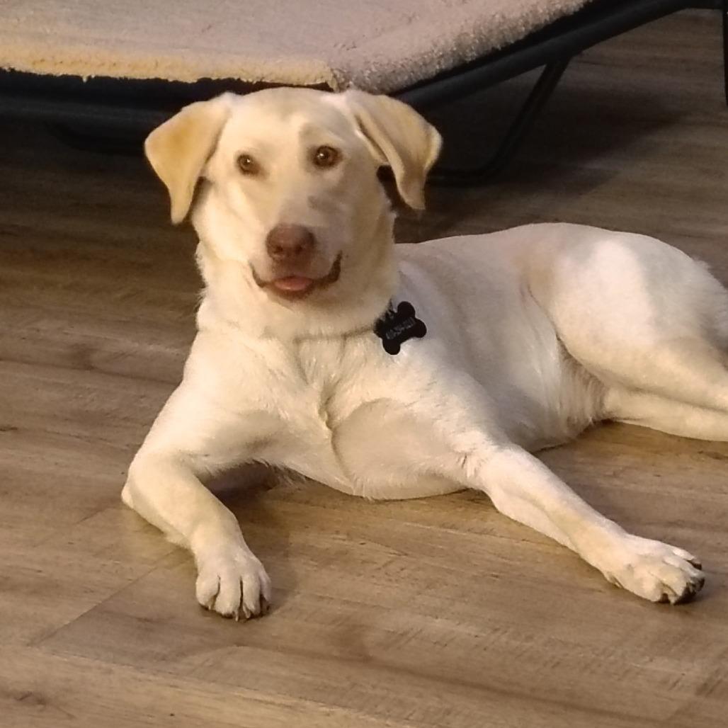 Enlarge DAKOTA, a Adoptable mixed breed in Indiantown, FL image 5/6