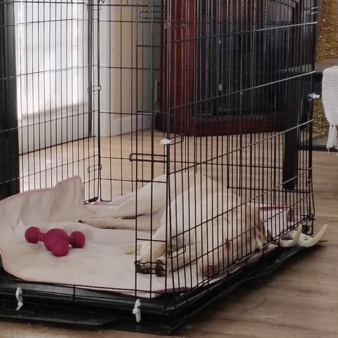 Enlarge DAKOTA, a Adoptable mixed breed in Indiantown, FL image 6/6