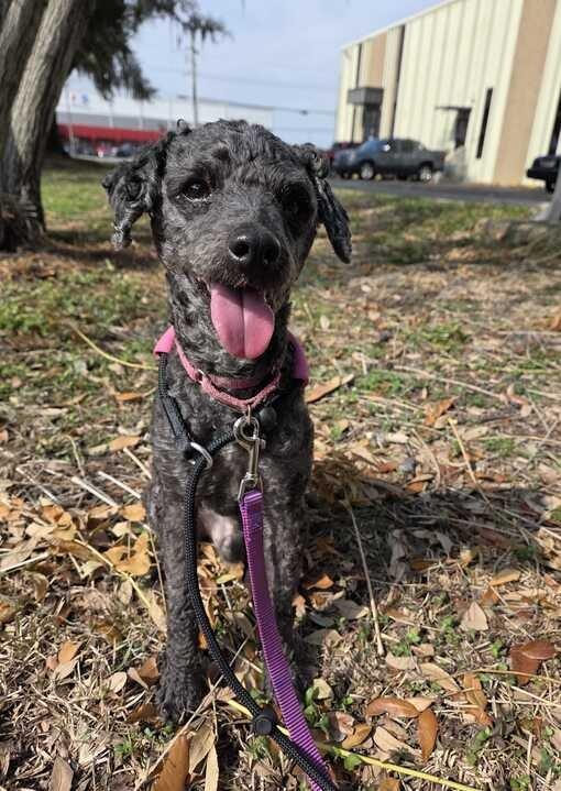 Mojo, Adoptable, Adult Male Poodle.