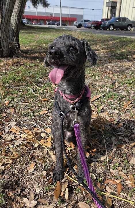 Mojo, a Adoptable Poodle in New Orleans, LA image 2/6