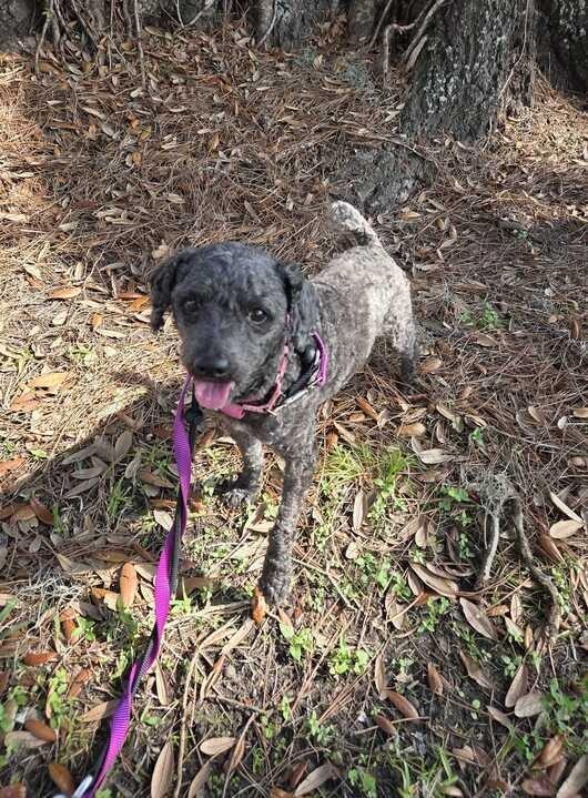 Mojo, a Adoptable Poodle in New Orleans, LA image 3/6