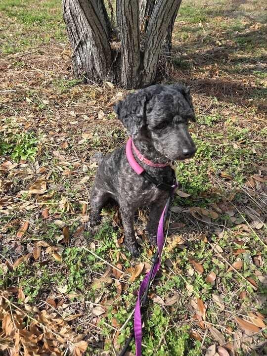Mojo, a Adoptable Poodle in New Orleans, LA image 4/6