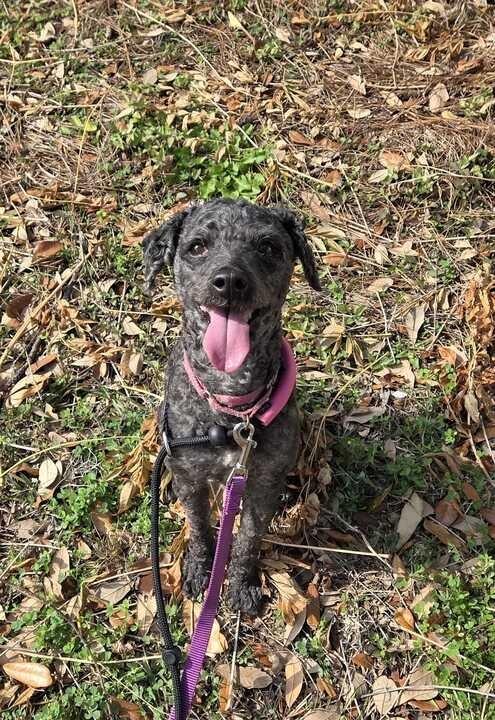 Mojo, a Adoptable Poodle in New Orleans, LA image 5/6