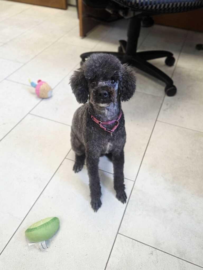 Mojo, a Adoptable Poodle in New Orleans, LA image 6/6
