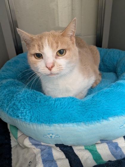 Sunshine, Adoptable, Senior Female Domestic Short Hair & Domestic Short Hair.
