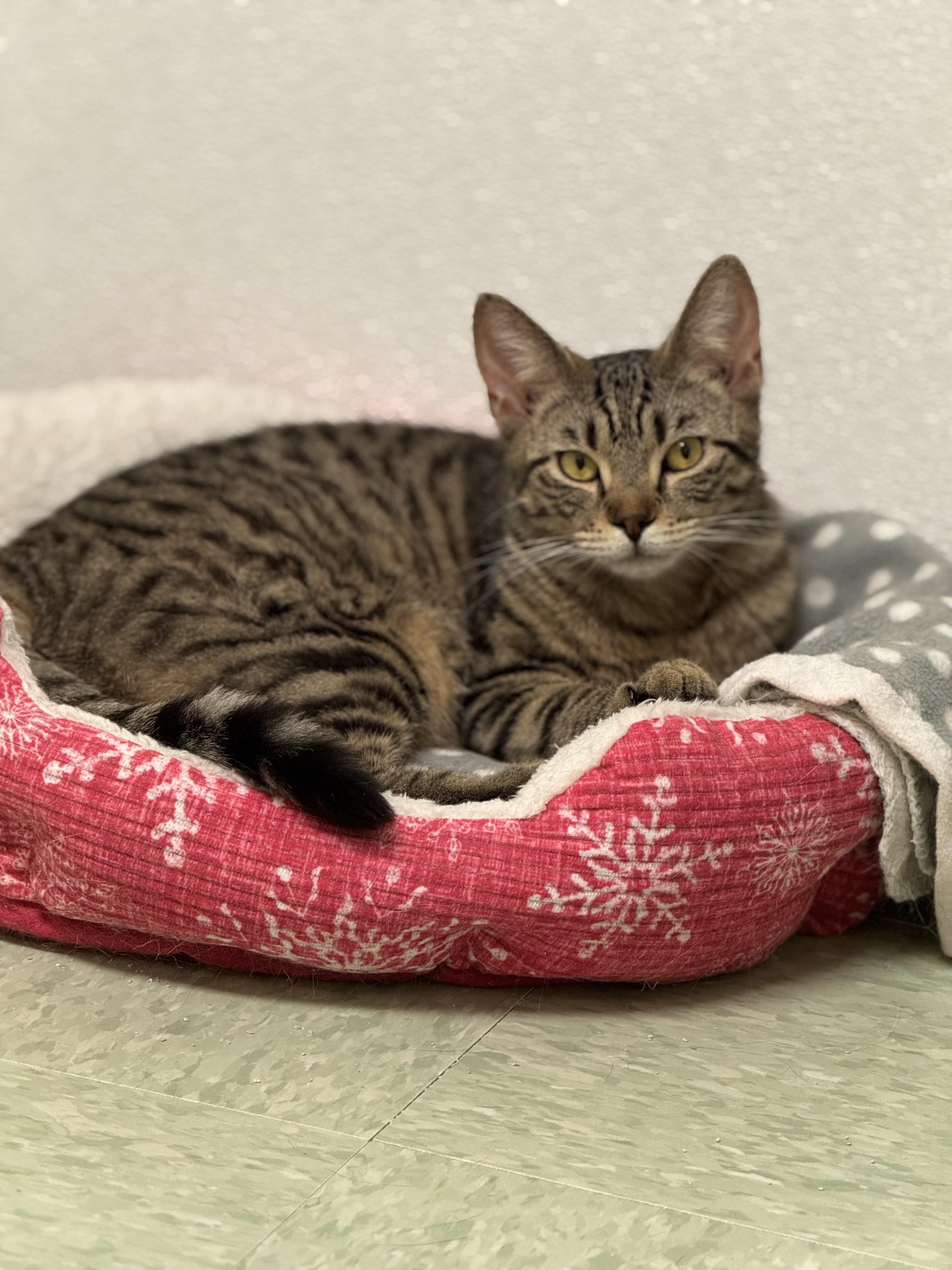 Enlarge Flik, a Adoptable Domestic Short Hair in Rochester, NY image 3/5