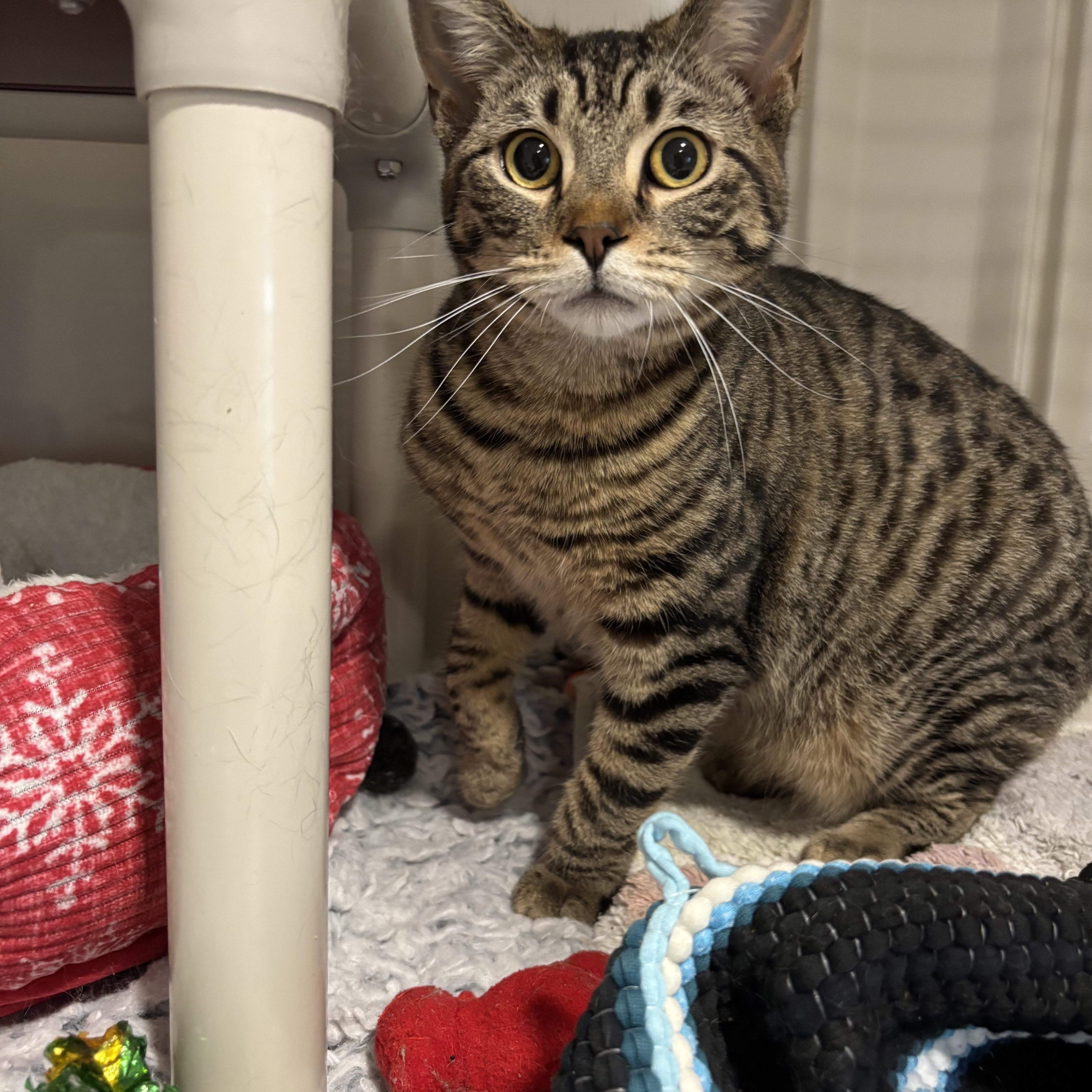 Enlarge Flik, a Adoptable Domestic Short Hair in Rochester, NY image 4/5