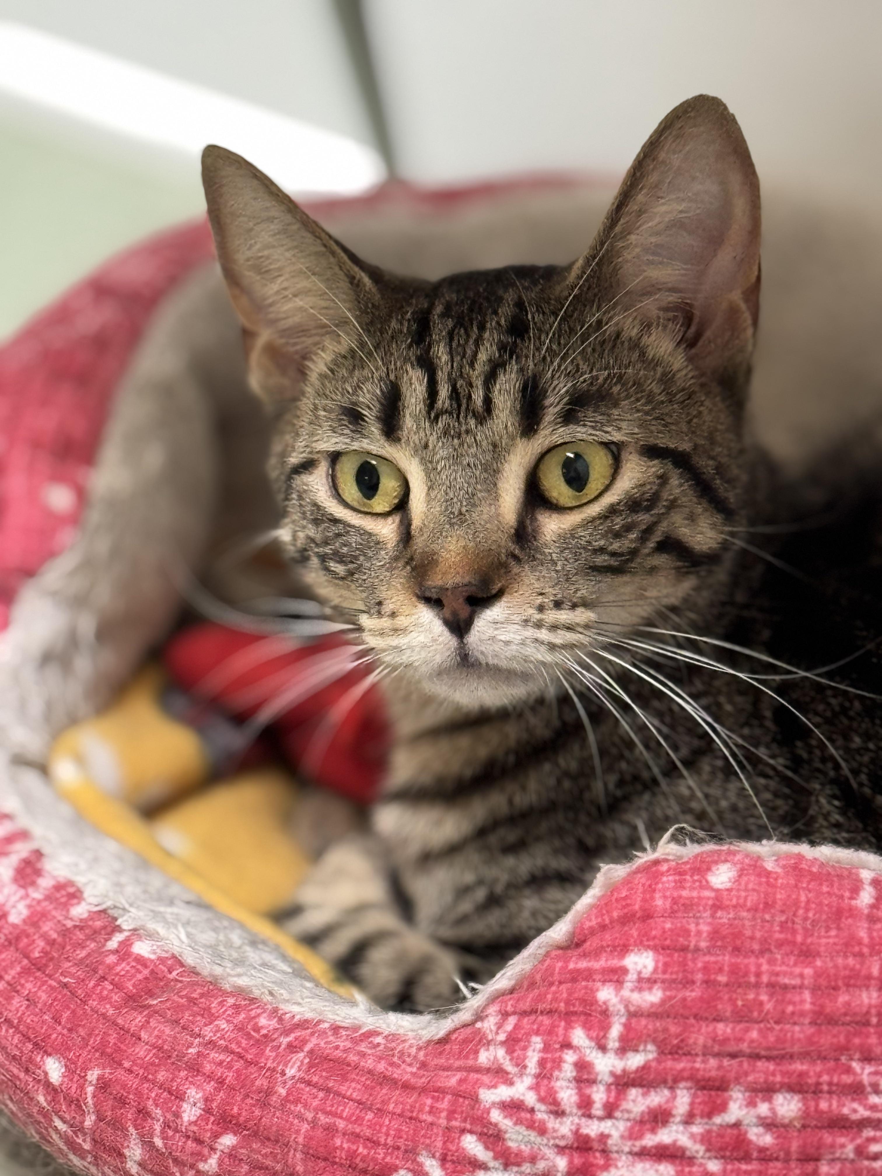 Enlarge Flik, a Adoptable Domestic Short Hair in Rochester, NY image 2/5