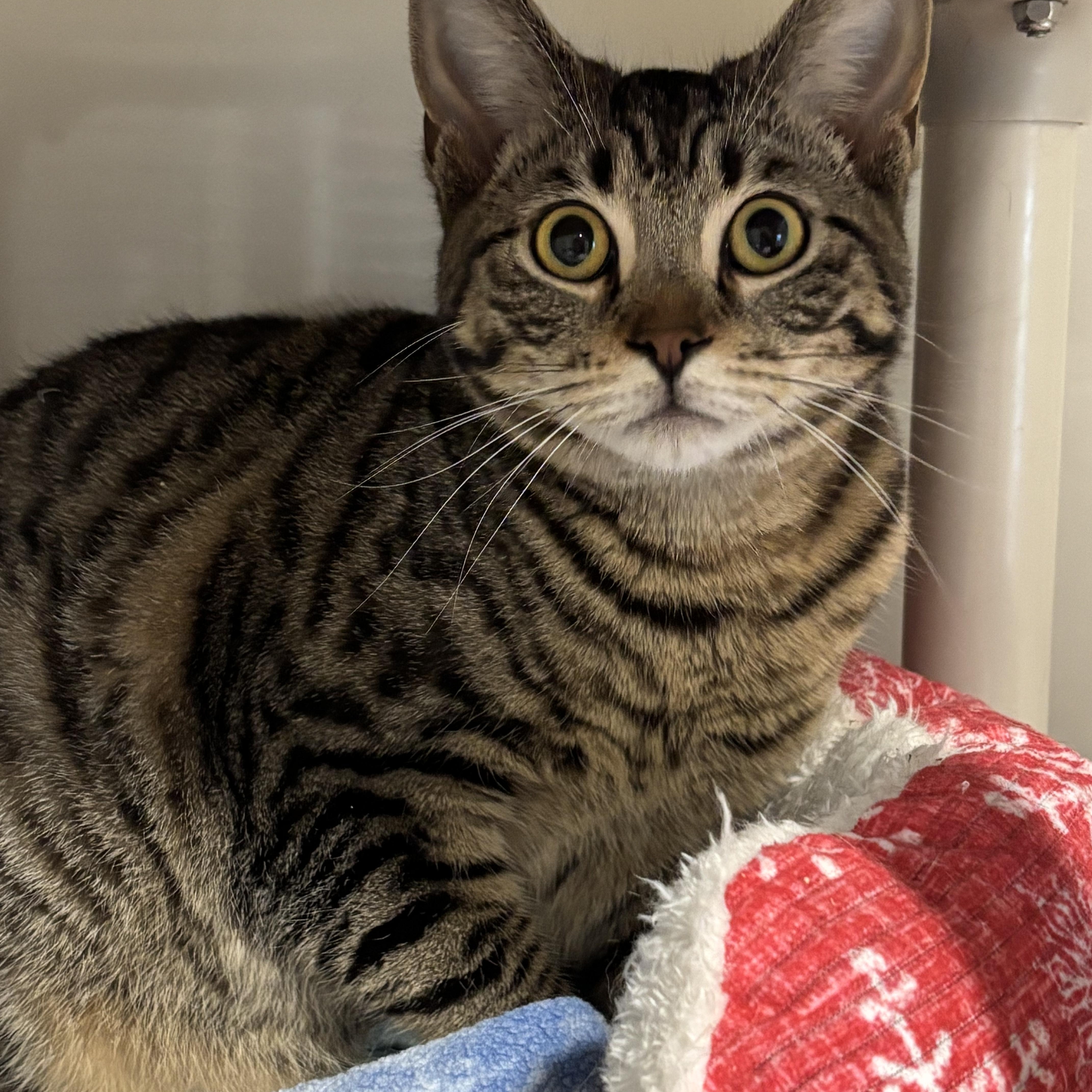 Enlarge Flik, a Adoptable Domestic Short Hair in Rochester, NY image 5/5
