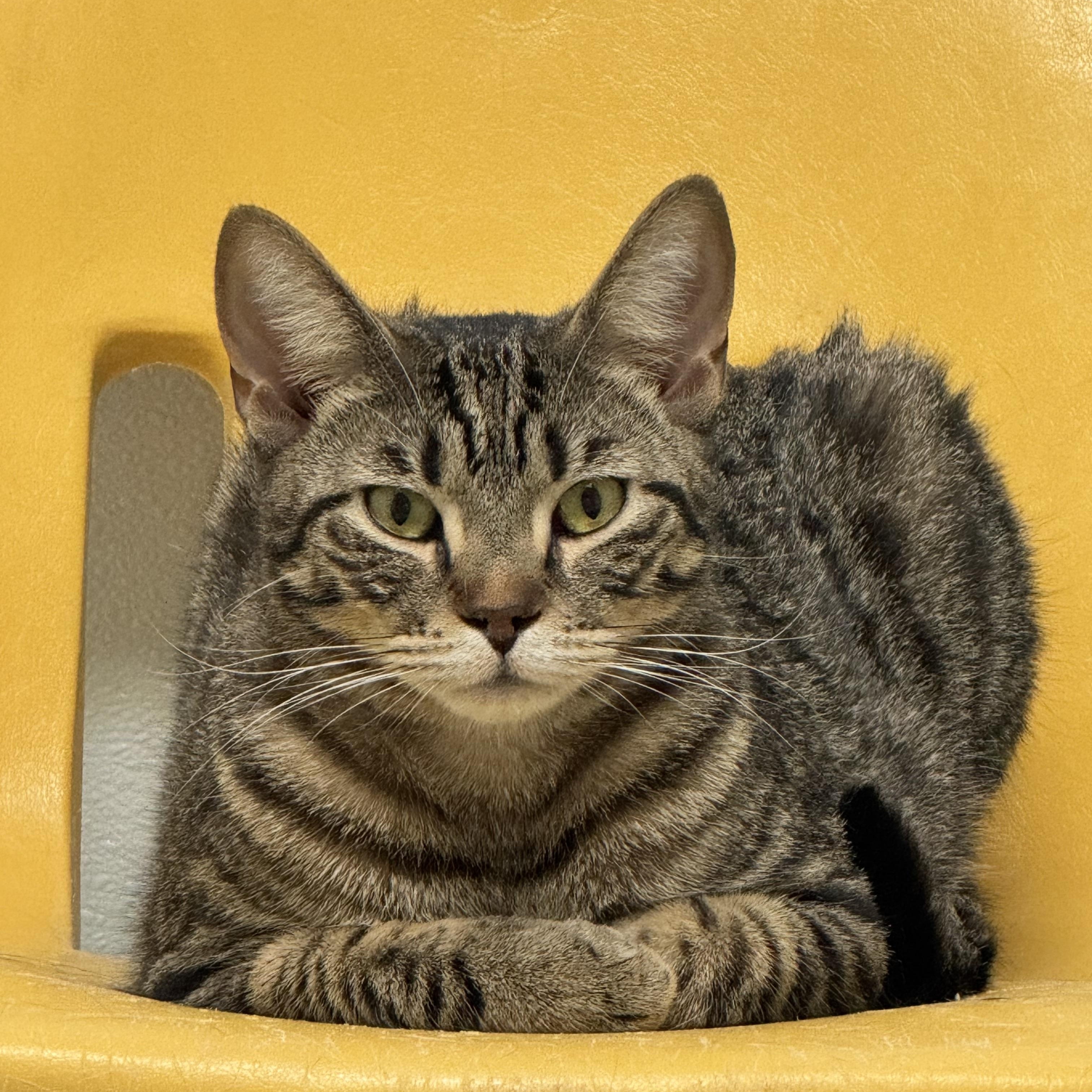 Flik, Adoptable, Young Male Domestic Short Hair.