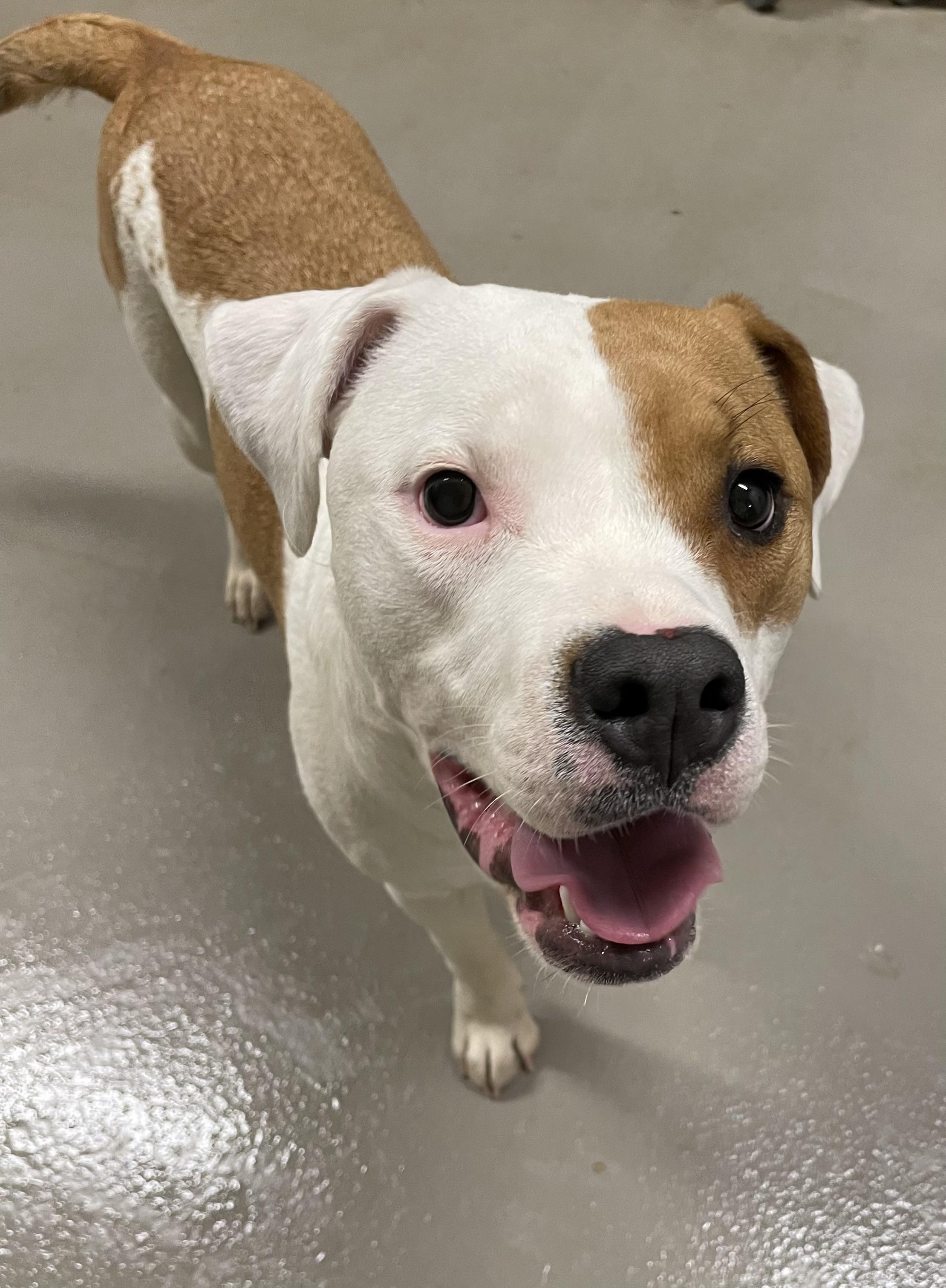 Milly OWNER REDEEMED , an adopted American Bully in Canton, OH image 3/3