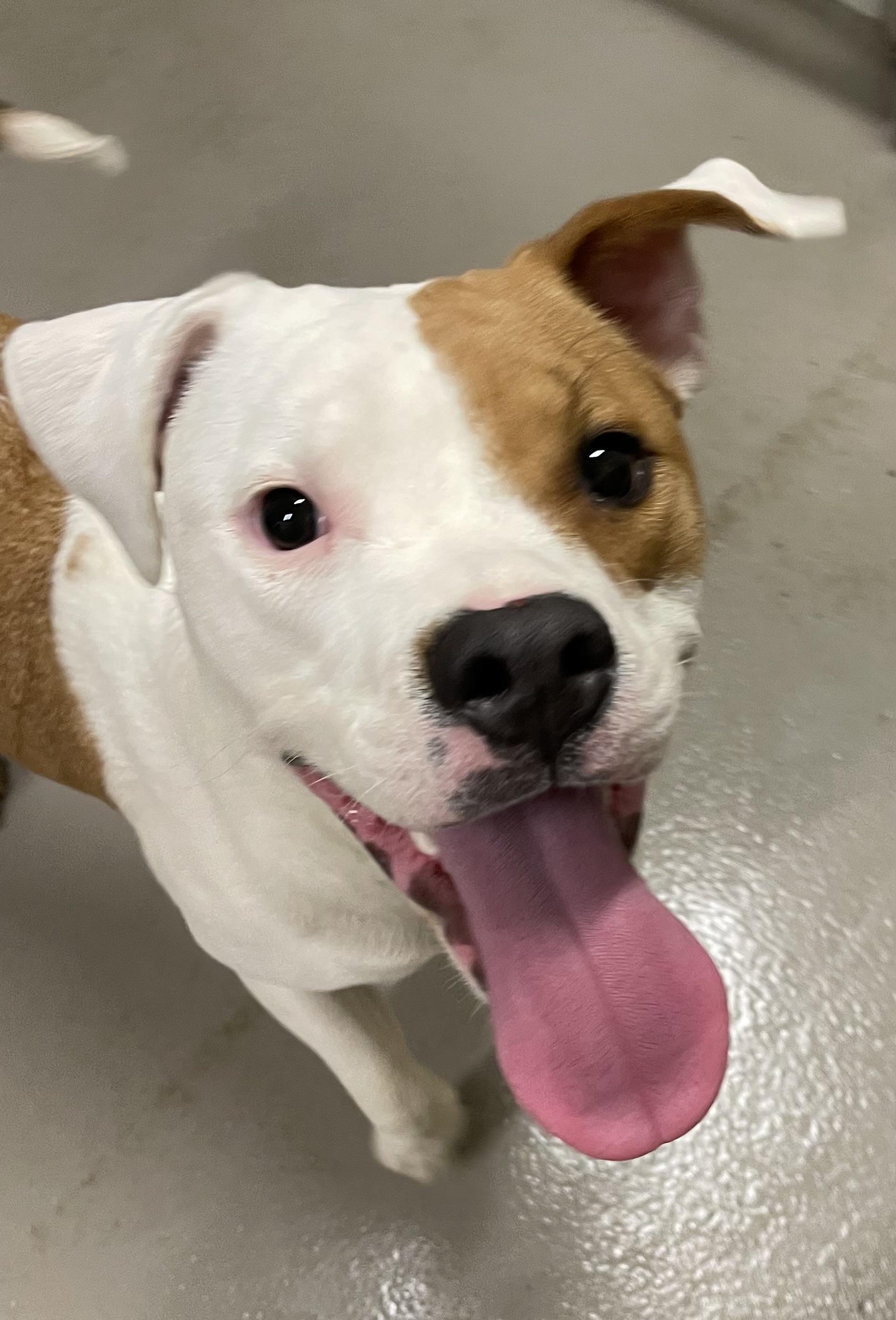 Milly OWNER REDEEMED , an adopted American Bully in Canton, OH image 1/3