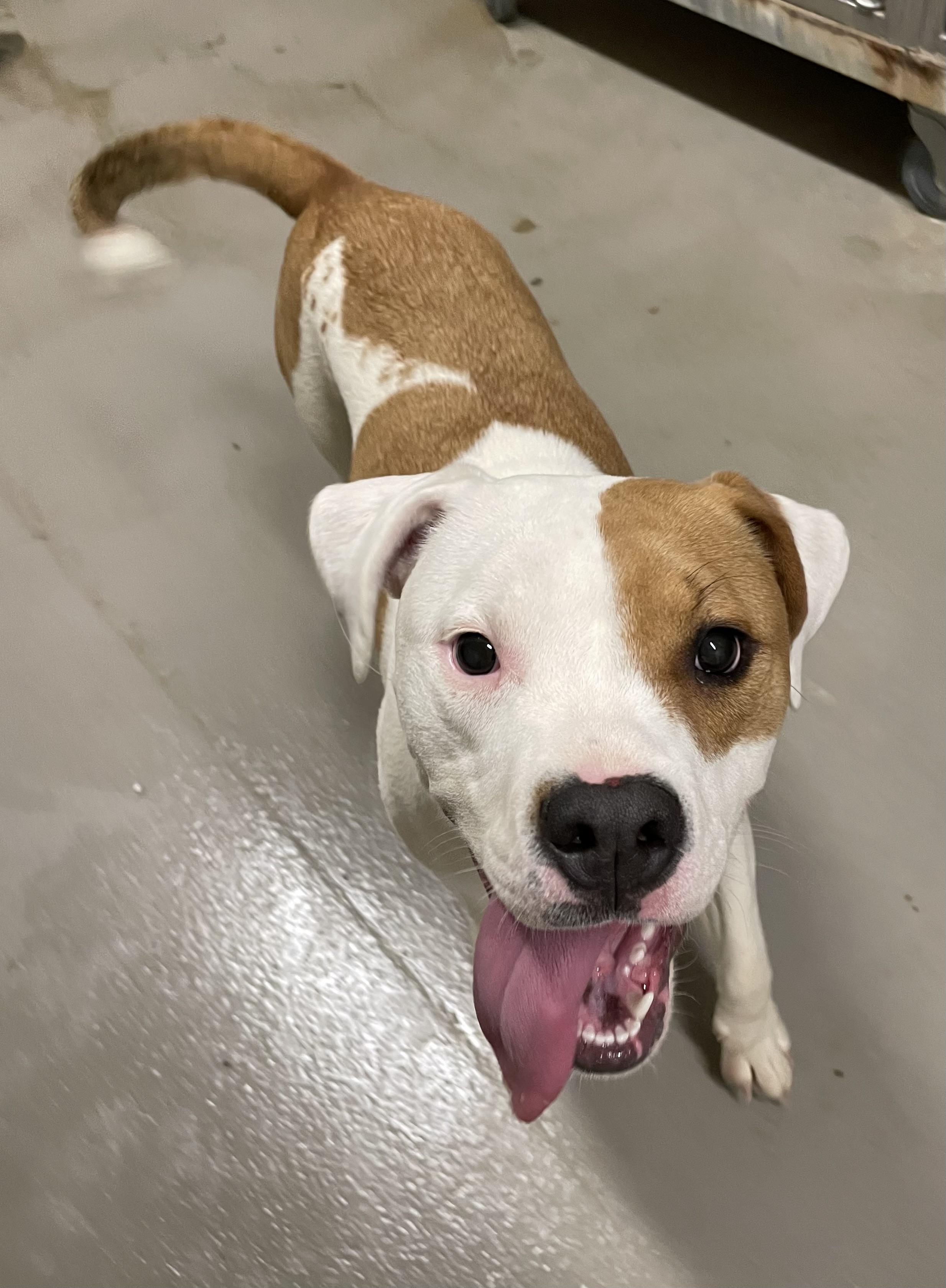 Milly OWNER REDEEMED , an adopted American Bully in Canton, OH image 2/3