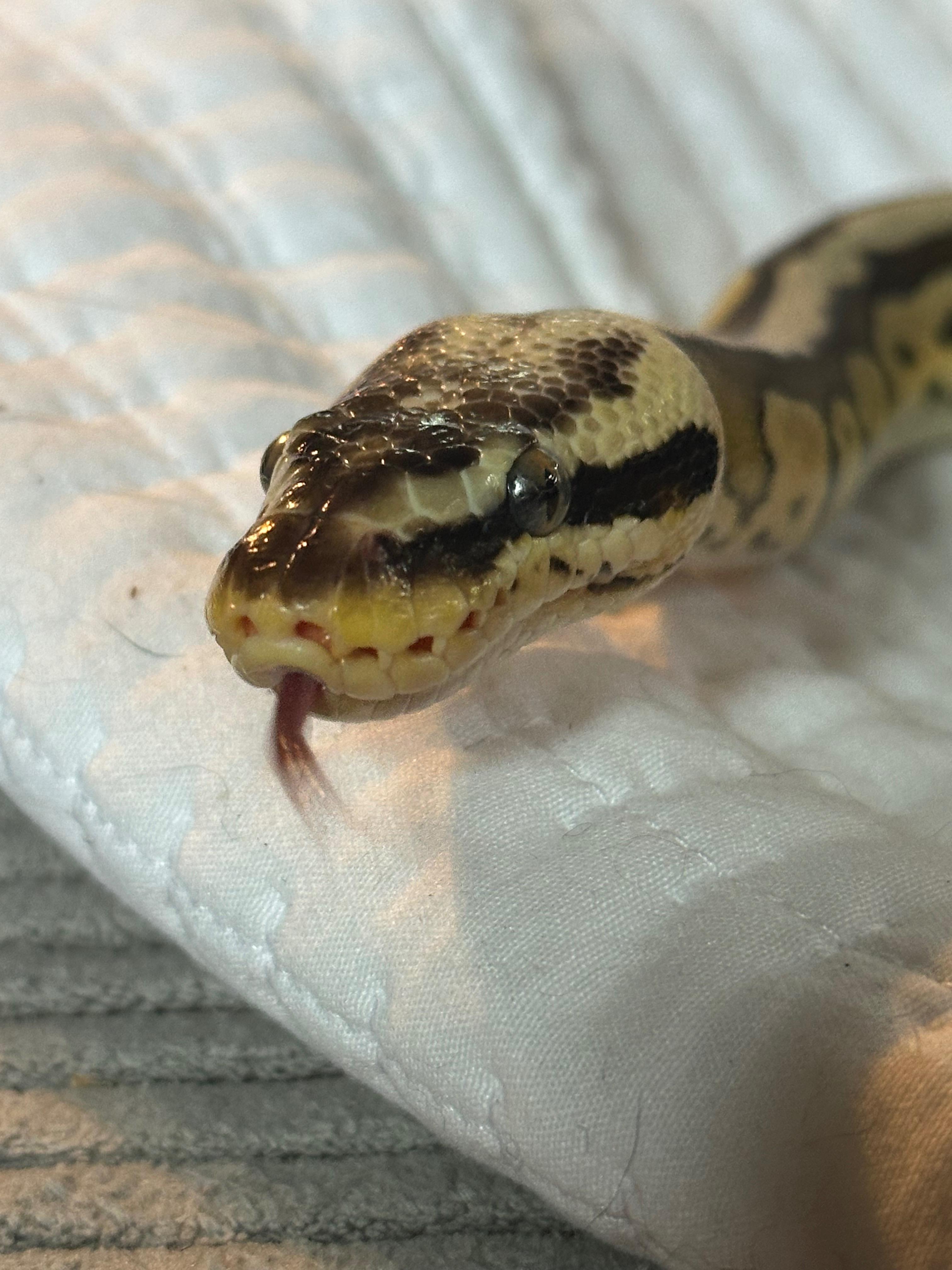 Daisy, Adopted, Adult Female Ball Python.