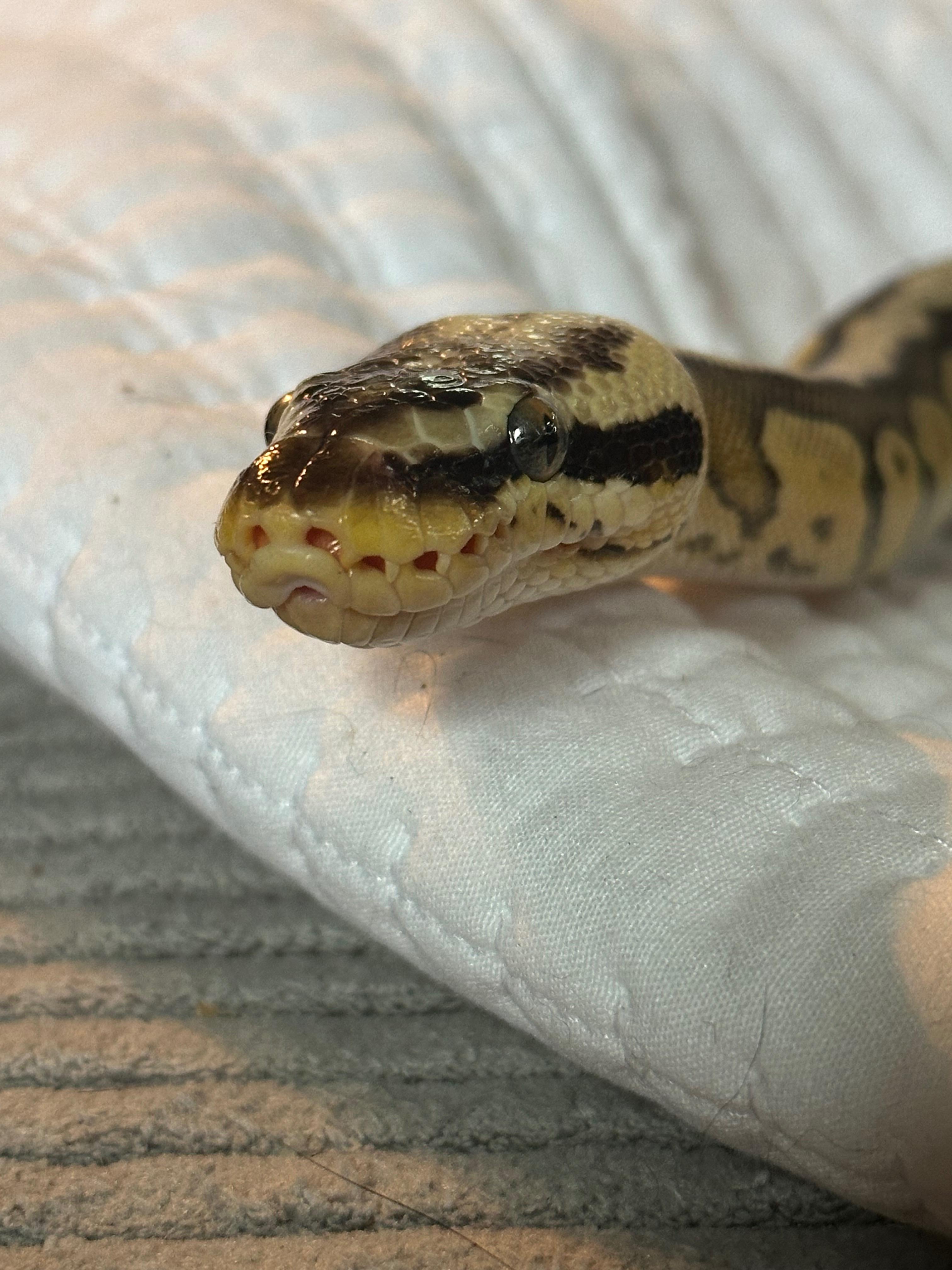 Daisy, a Adopted Ball Python in warwick, RI image 2/3