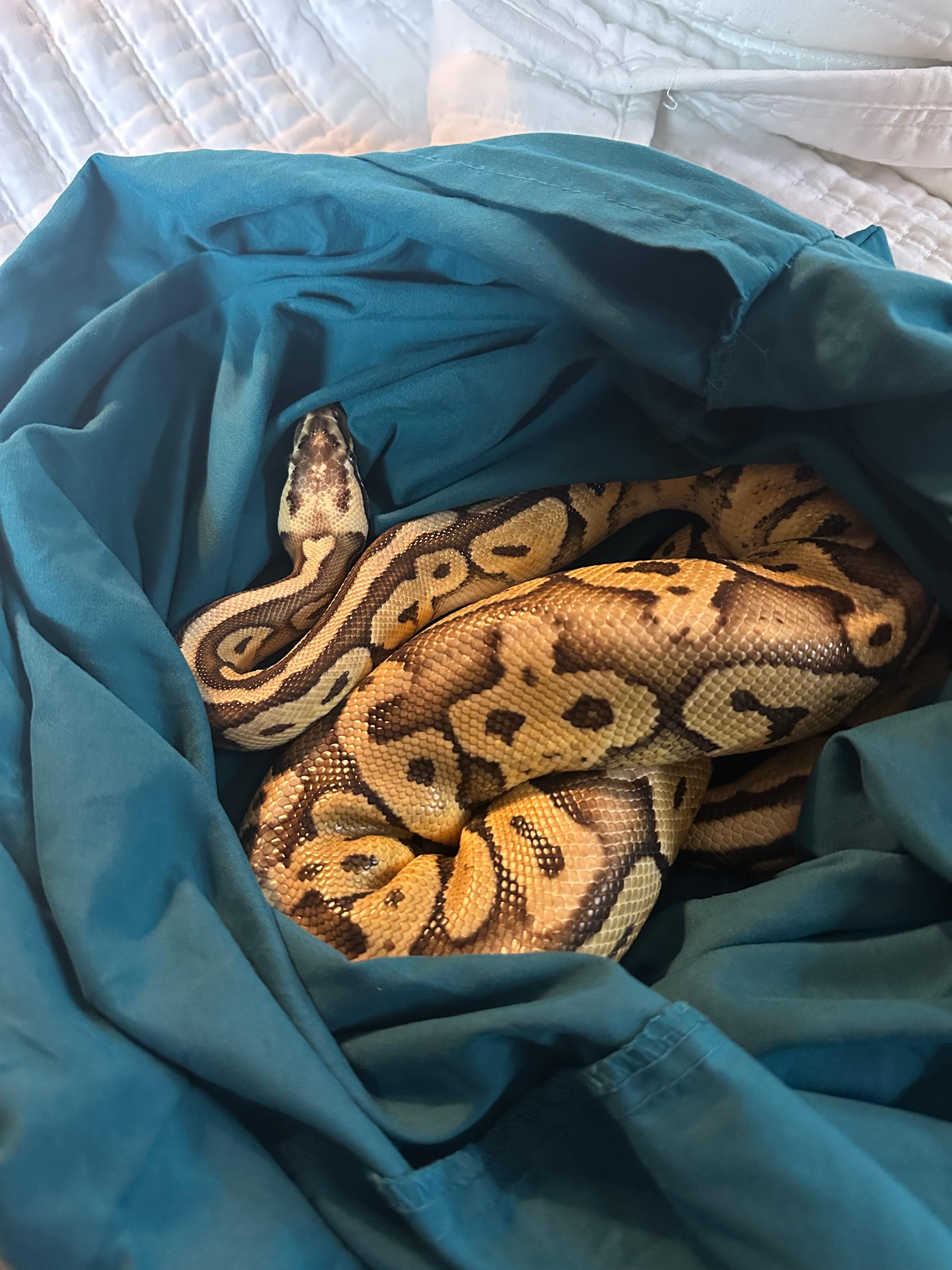 Daisy, a Adopted Ball Python in warwick, RI image 3/3