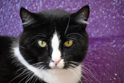 Ezra, Adoptable, Adult Male Domestic Medium Hair & Domestic Short Hair.