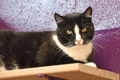 Enlarge Ezra, a Adoptable mixed breed in Scotia, NY image 2/3