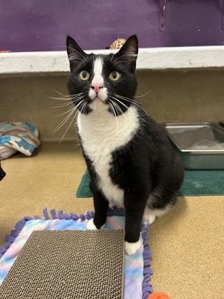 Enlarge Ezra, a Adoptable mixed breed in Scotia, NY image 3/3