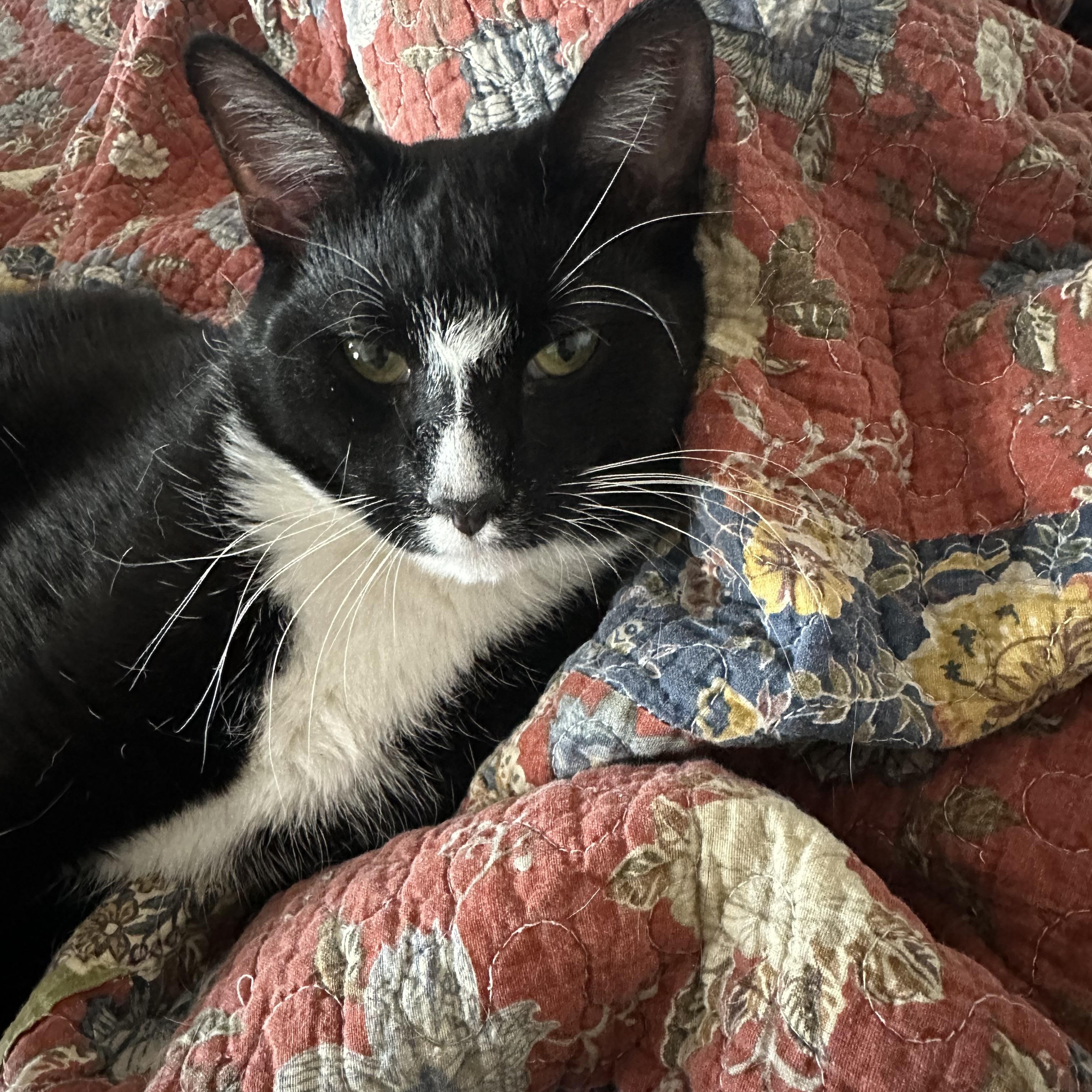 Enlarge Presley (Crypto on paperwork), a Adoptable American Shorthair in Brooklyn, NY image 5/5