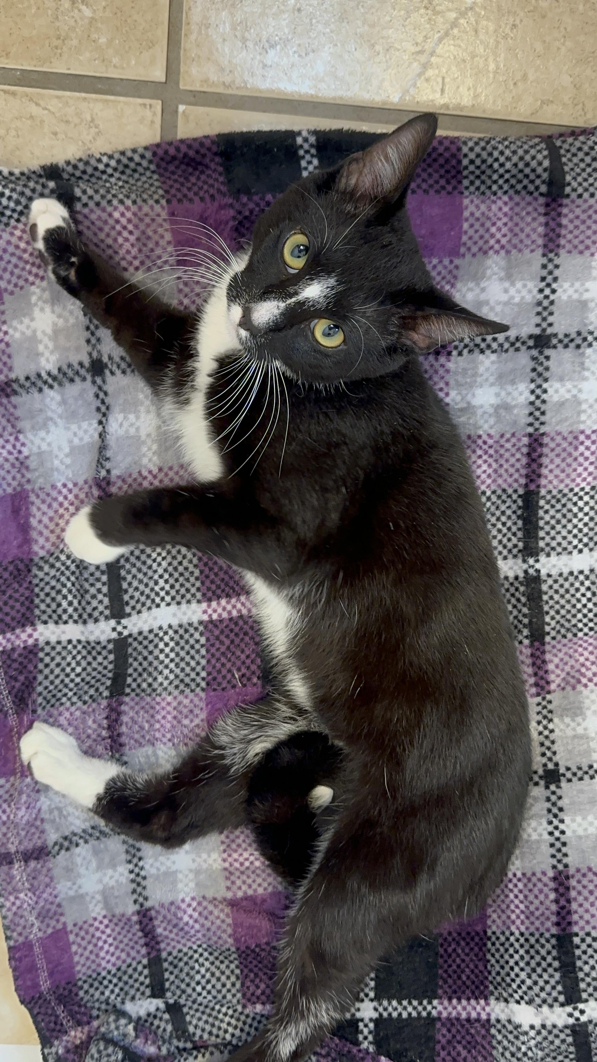 Enlarge Presley (Crypto on paperwork), a Adoptable American Shorthair in Brooklyn, NY image 2/5