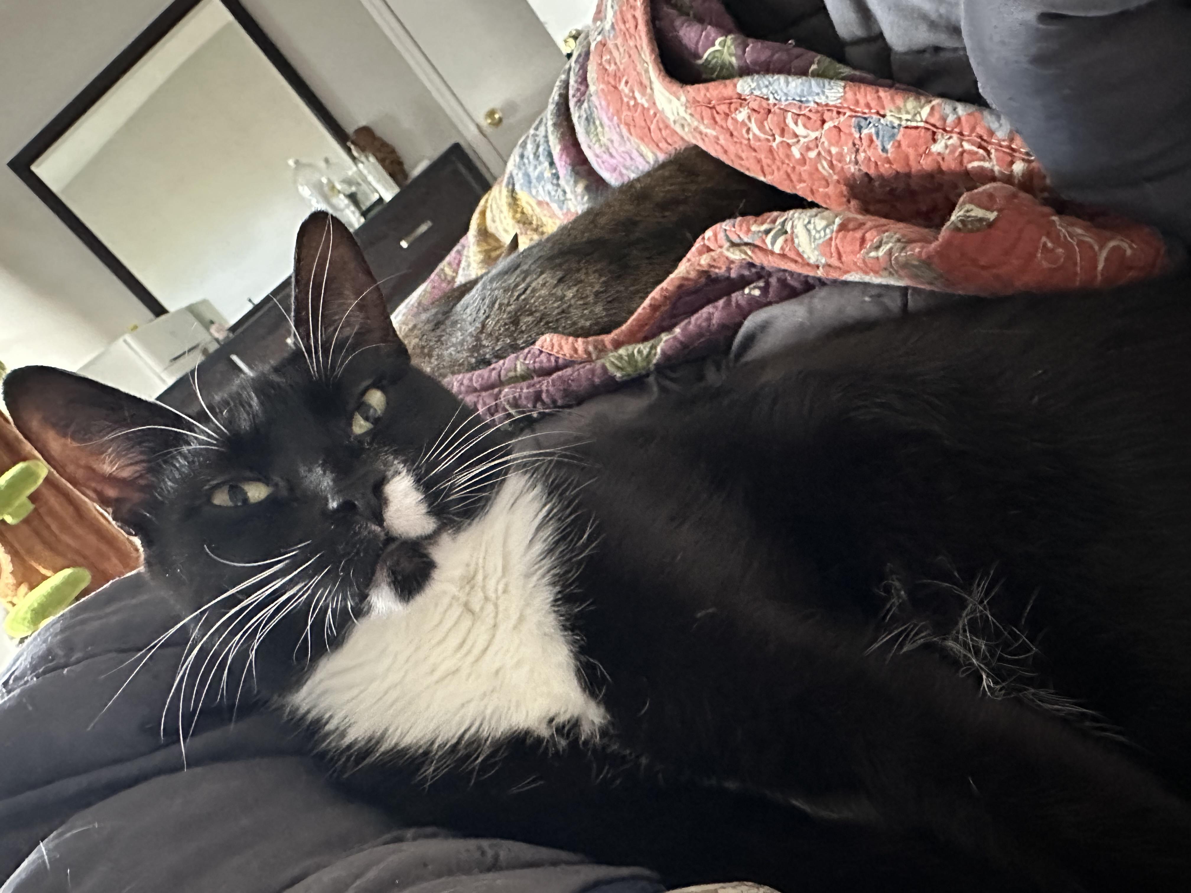 Enlarge Presley (Crypto on paperwork), a Adoptable American Shorthair in Brooklyn, NY image 4/5