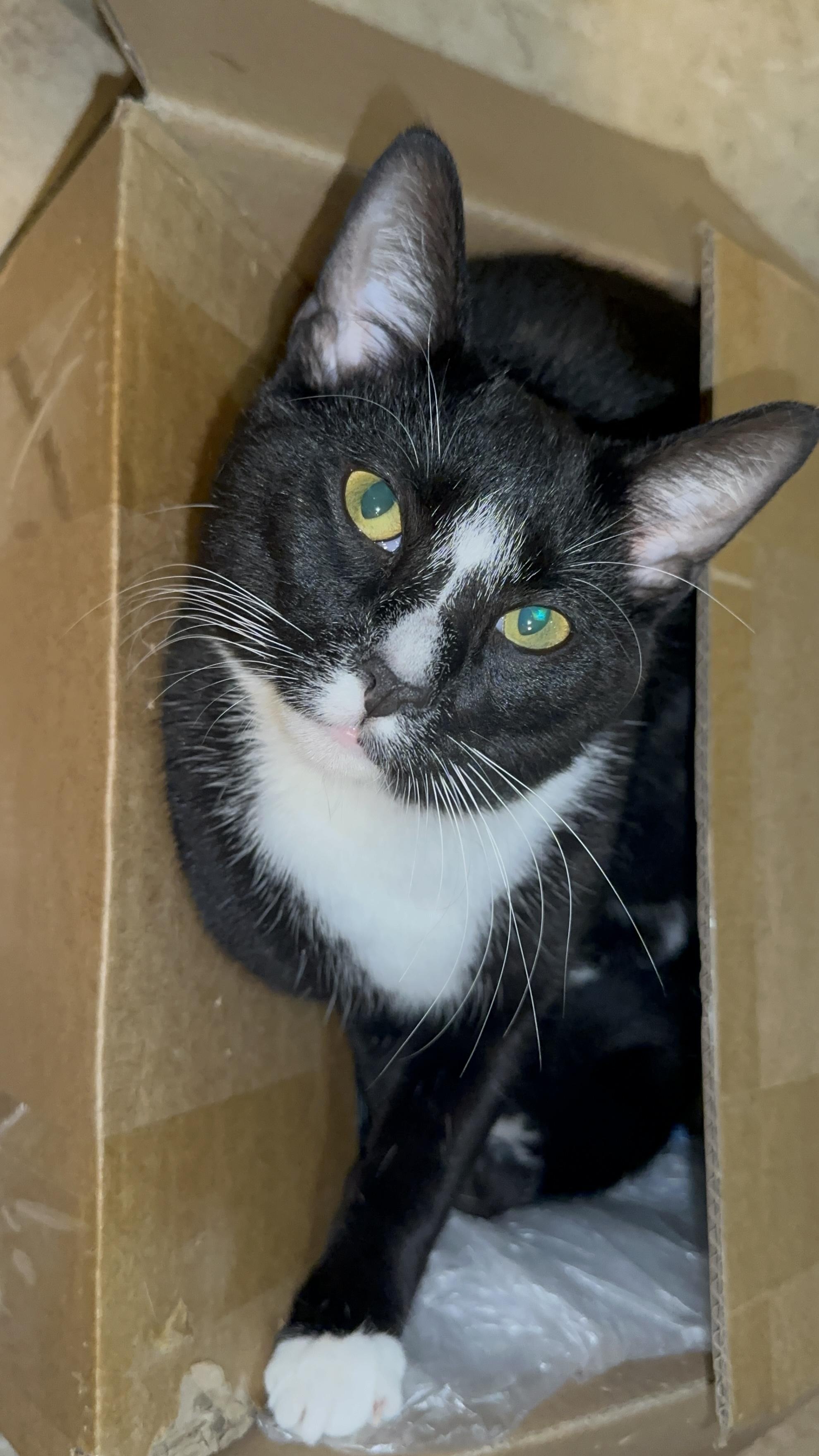 Enlarge Presley (Crypto on paperwork), a Adoptable American Shorthair in Brooklyn, NY image 3/5