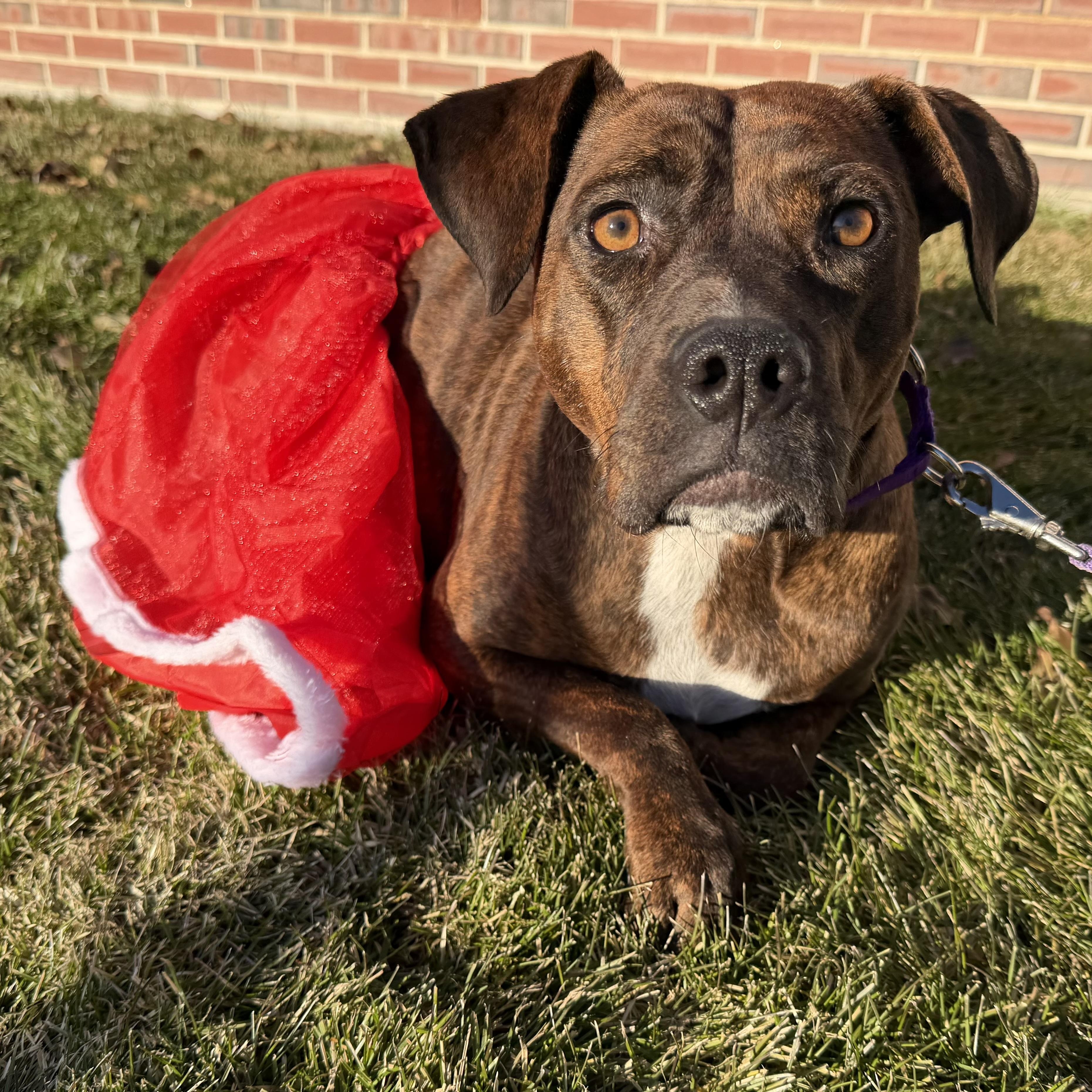 Phoebe , ADOPTABLE, Adult Female Pit Bull Terrier & Hound.