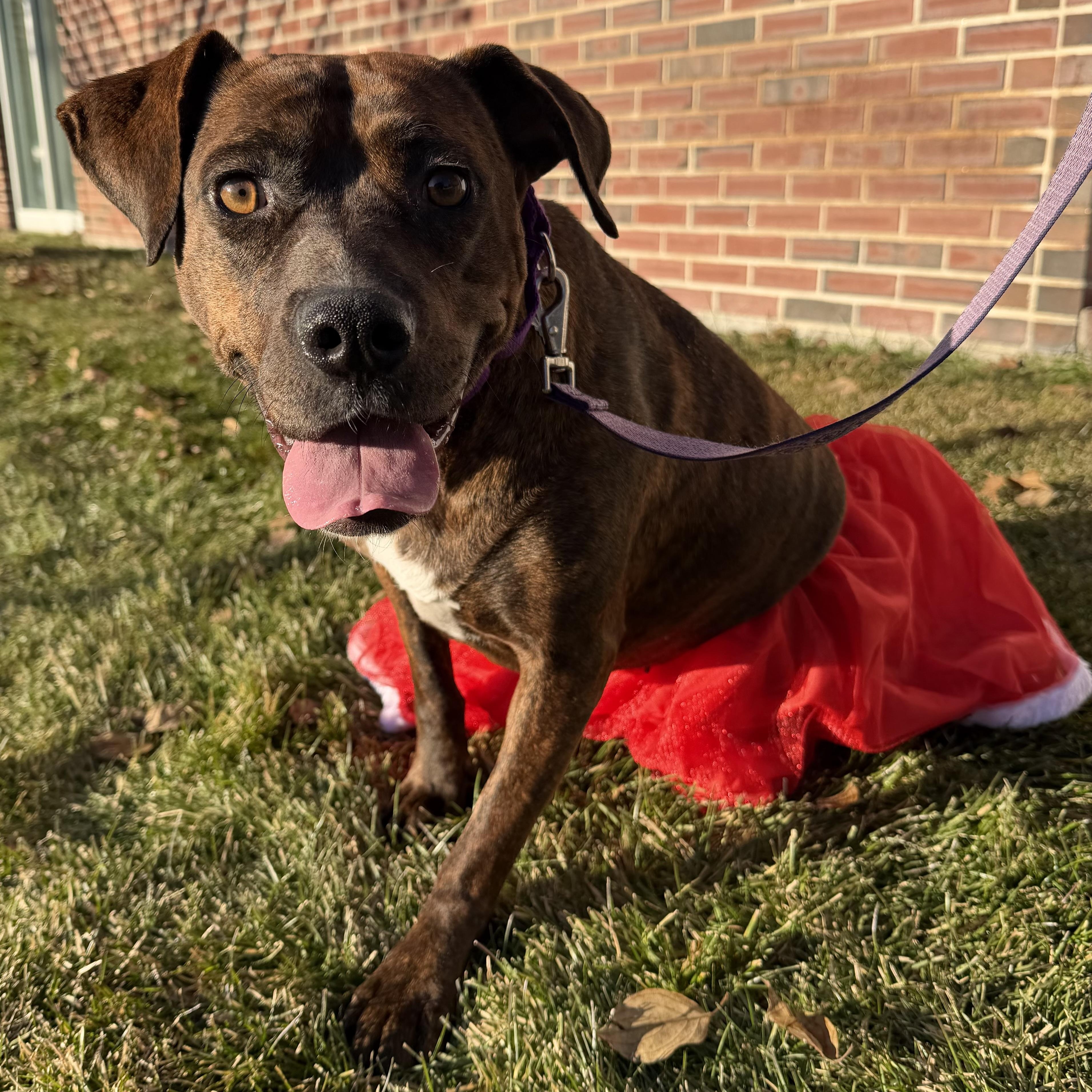 Phoebe , a ADOPTABLE mixed breed in Pelham, NH image 2/6