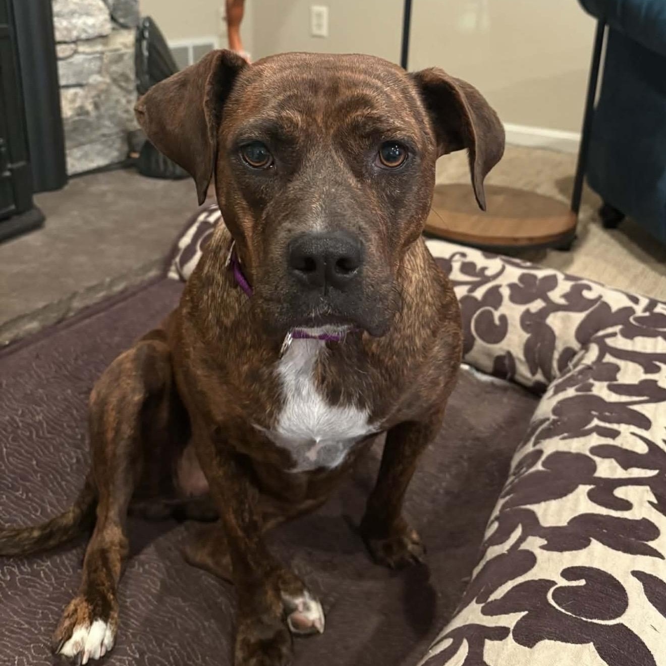 Phoebe , a ADOPTABLE mixed breed in Pelham, NH image 3/6