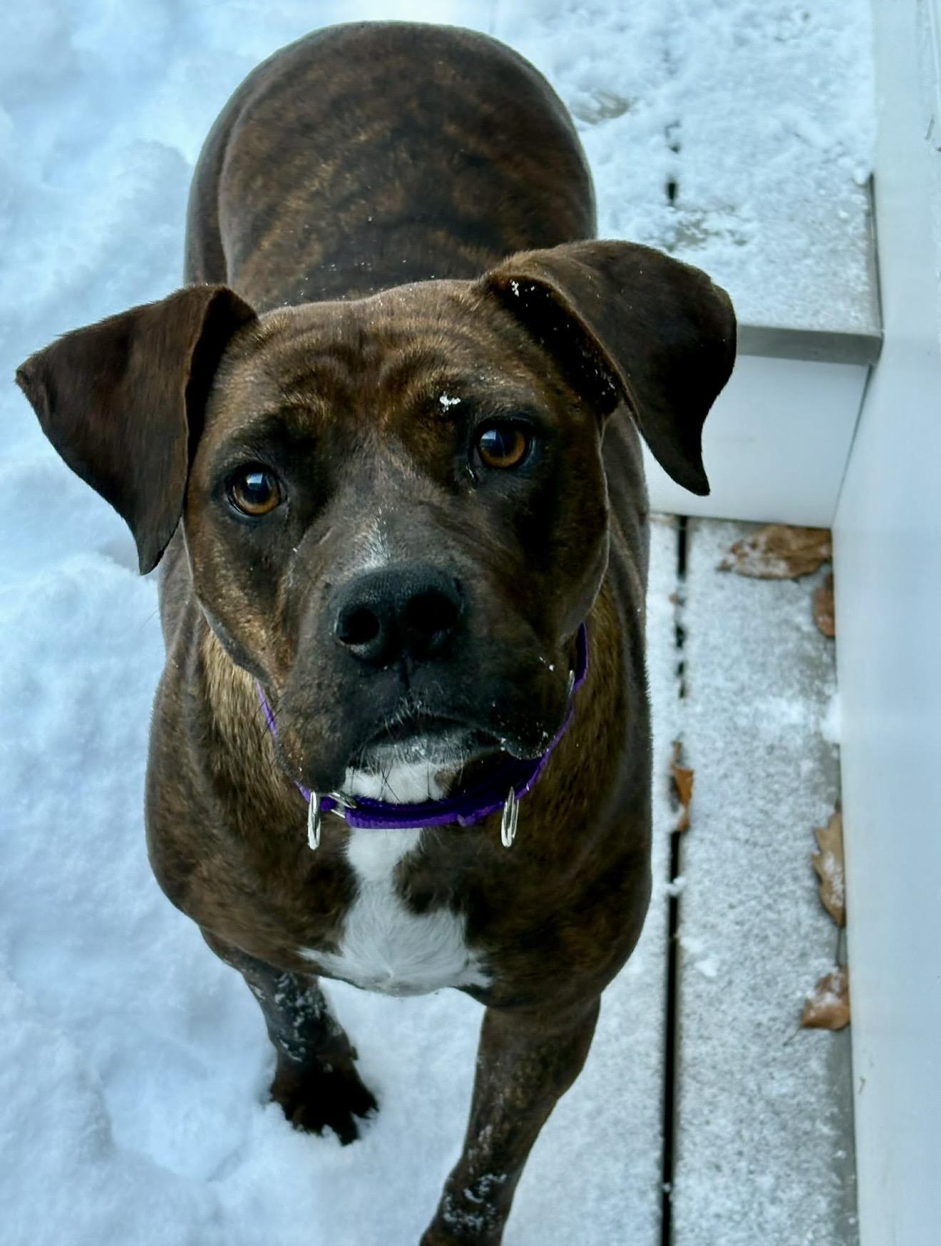 Phoebe , a ADOPTABLE mixed breed in Pelham, NH image 4/6