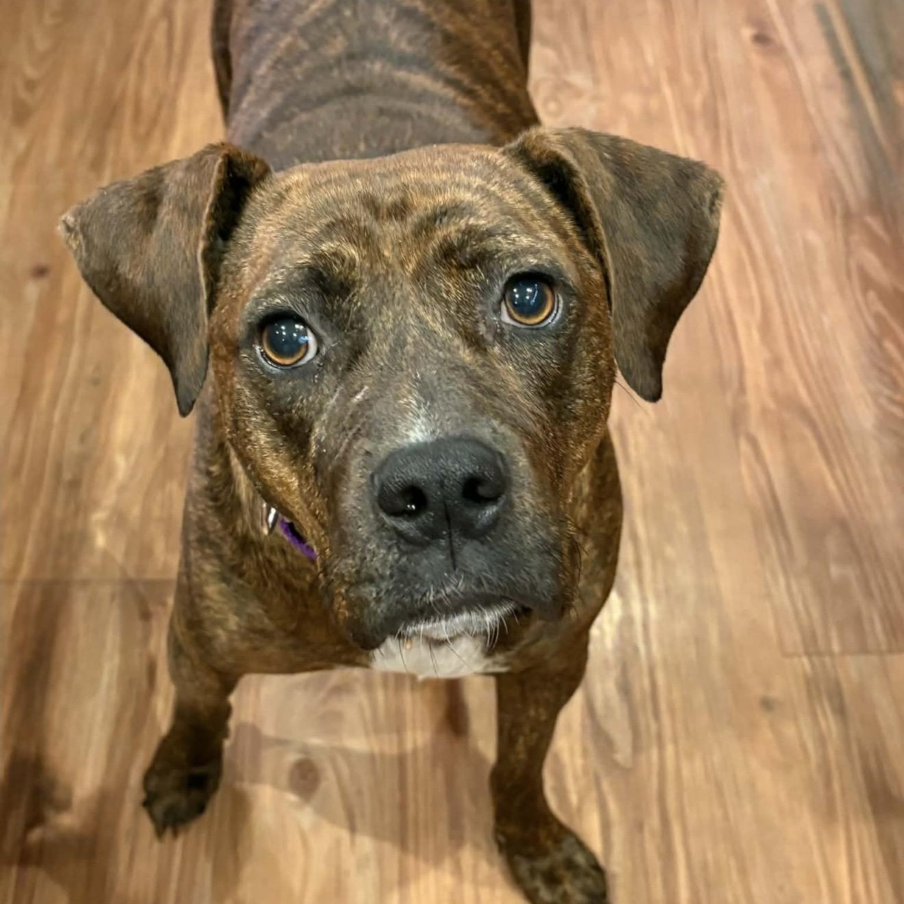 Phoebe , a ADOPTABLE mixed breed in Pelham, NH image 5/6