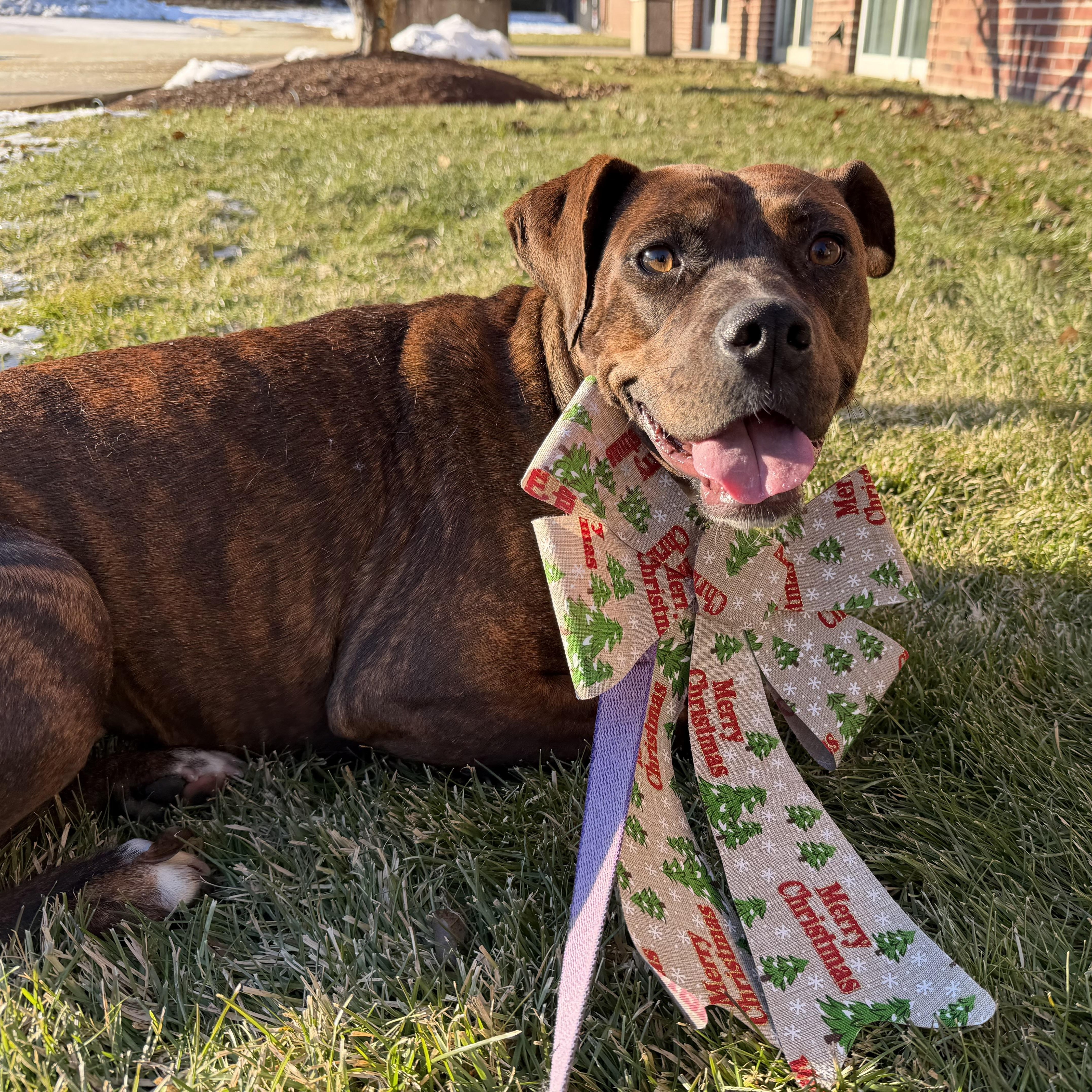 Phoebe , a ADOPTABLE mixed breed in Pelham, NH image 6/6