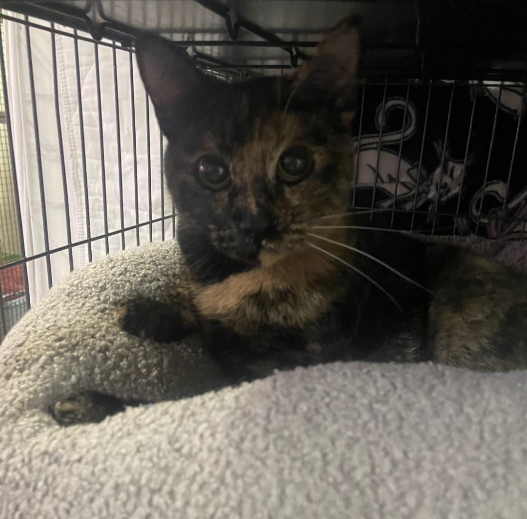 Raya, adopted, Young Female Domestic Short Hair.