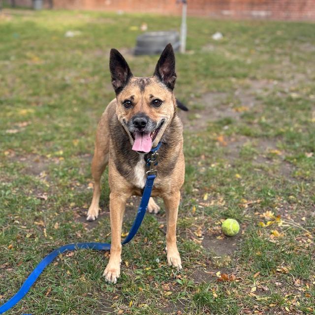 Enlarge JADE, a Adoptable mixed breed in Centerville, MA image 1/1