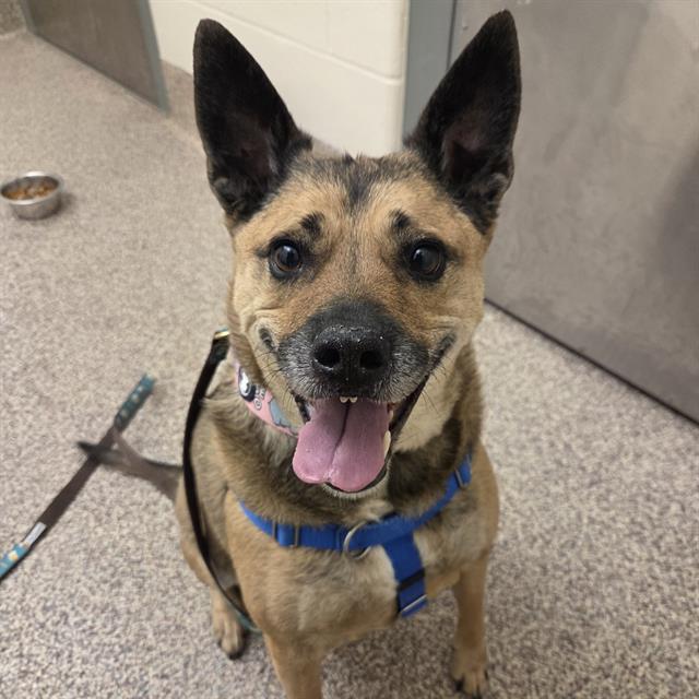 JADE, Adoptable, Adult Female Australian Cattle Dog / Blue Heeler & Mixed Breed.