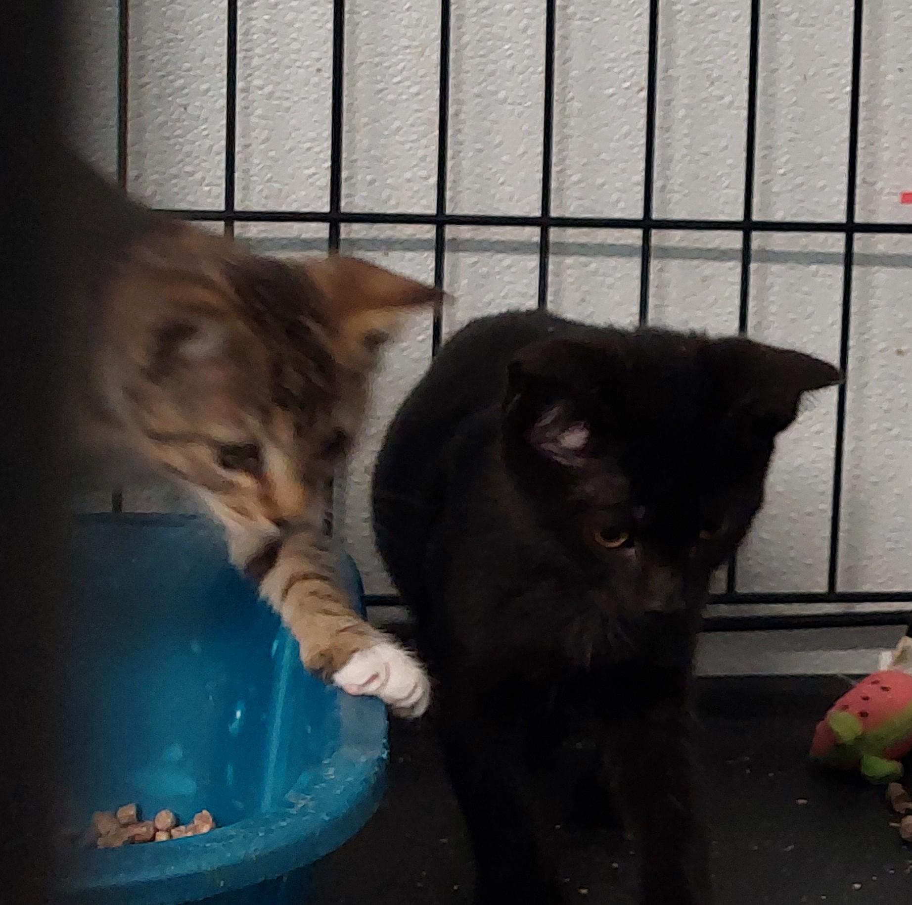 Enlarge Cross Street kitten female, a Adoptable Domestic Short Hair in Rehoboth, MA image 2/2