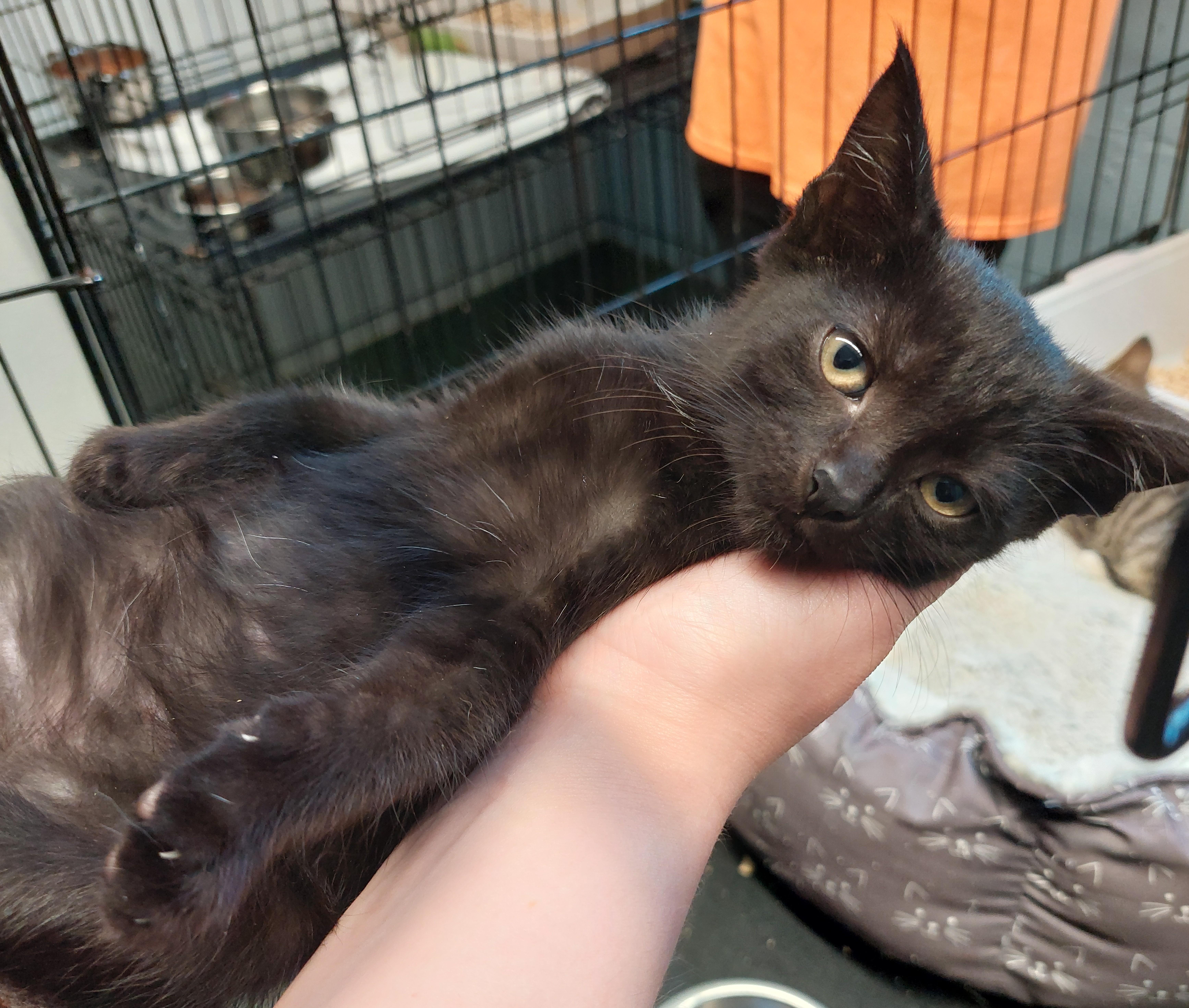 Cross Street kitten female, Adoptable, Kitten Female Domestic Short Hair.