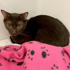Coco