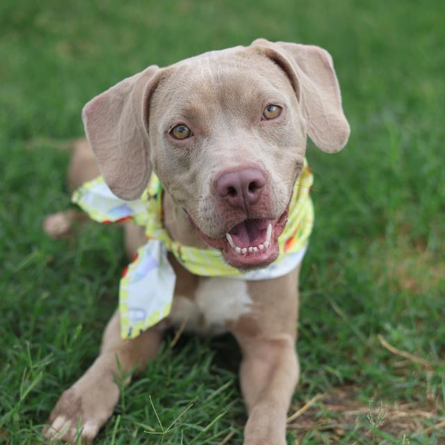 CATALINA, Adoptable, Adult Female American Staffordshire Terrier.