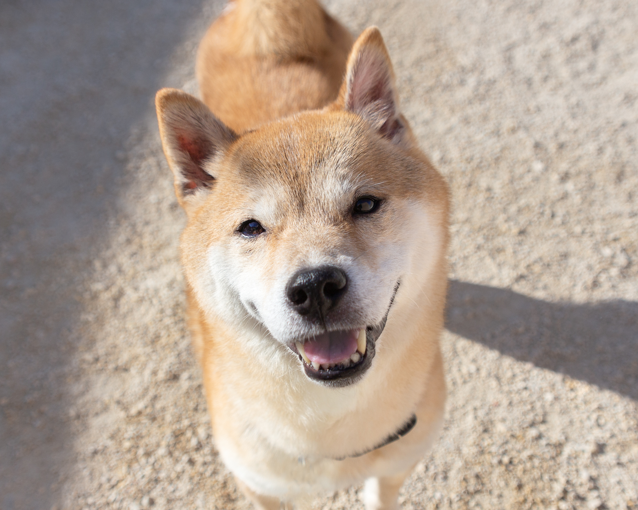 Dog for adoption Kumo, a Shiba Inu in Winnipeg, MB Petfinder