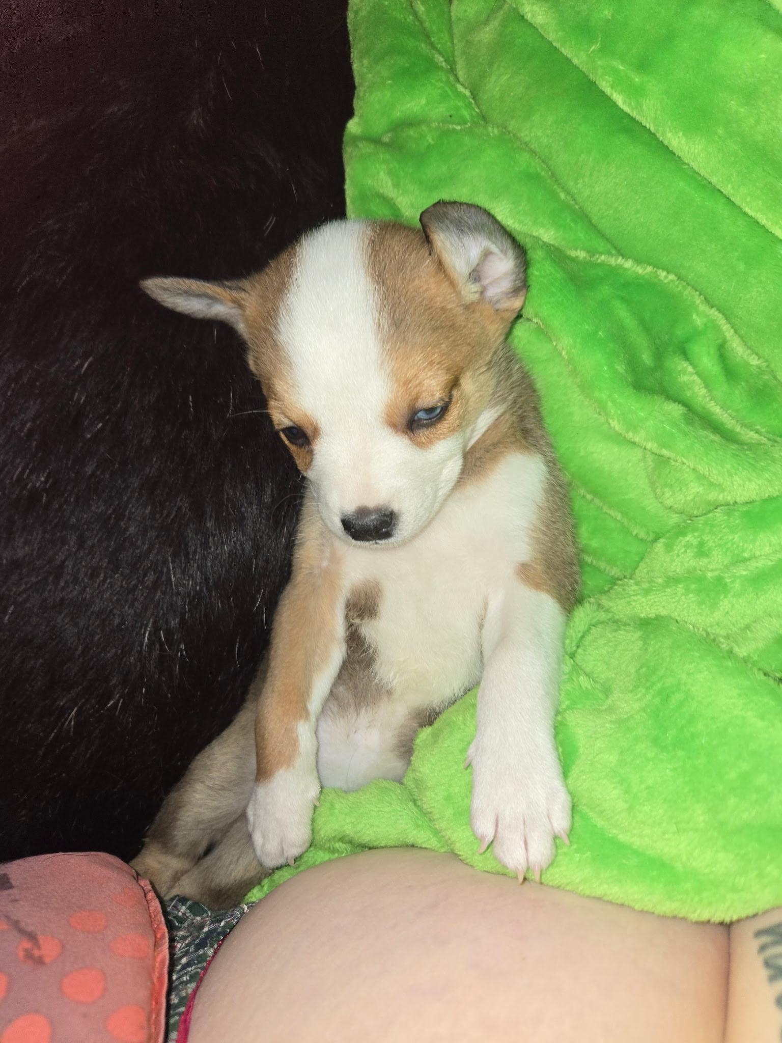 Enlarge Tinker Bell, an adopted mixed breed in Haslet, TX image 1/1