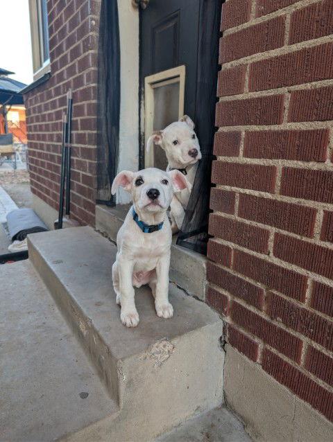 Sonic — thumbnail 2