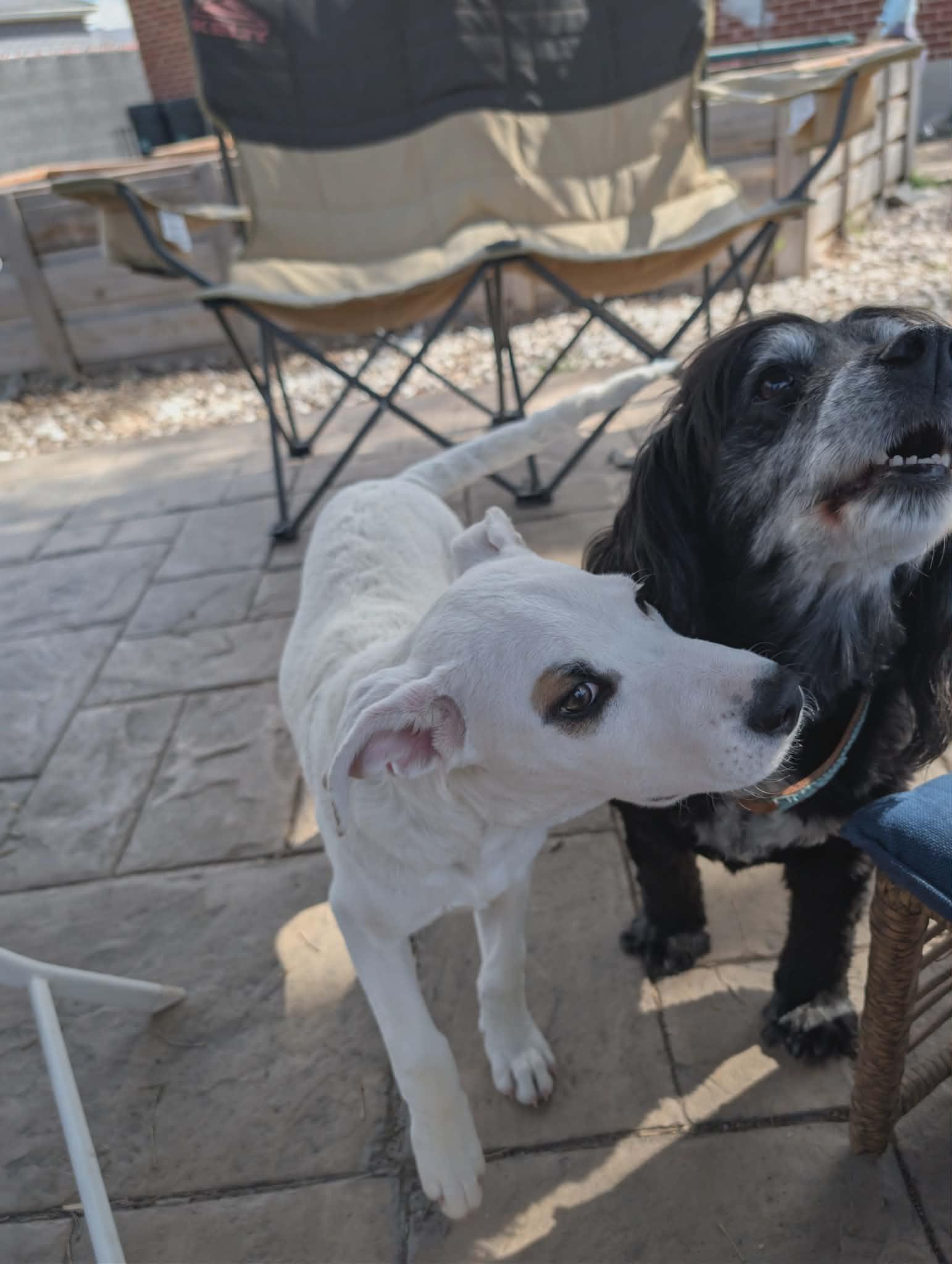 Sonic, Adoptable, Puppy Male Pit Bull Terrier.