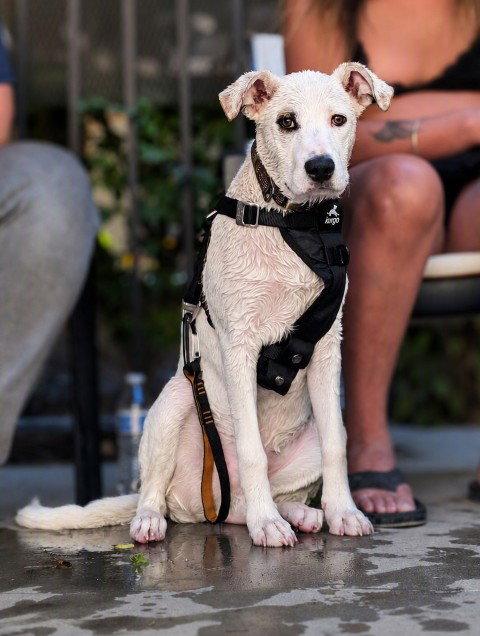 Sonic, a Adoptable Pit Bull Terrier in Salt Lake City, UT image 3/3